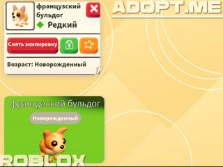 •|Французский Бульдог||Редкий
