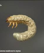 личинка майского жука